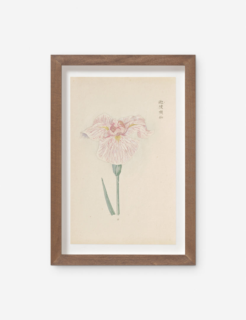 Vintage Japanese Iris No. 17 Wall Art by Miyoshi Manabu