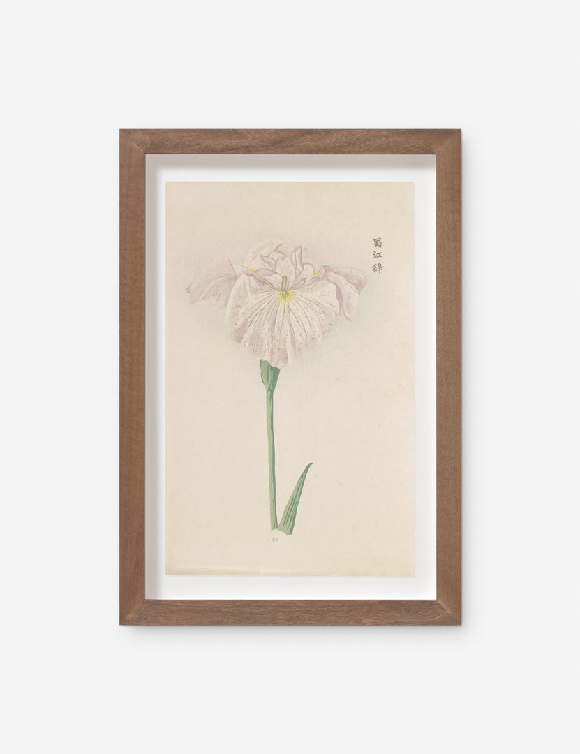 Vintage Japanese Iris No. 22 Wall Art by Miyoshi Manabu