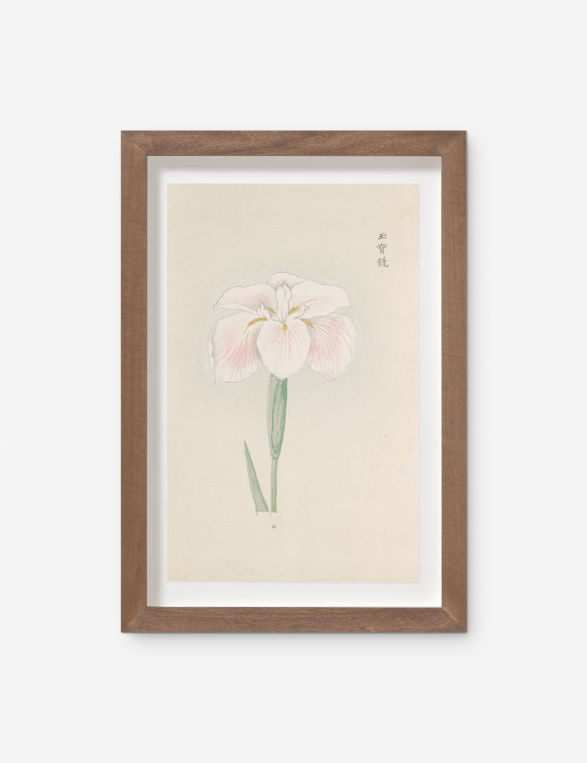 Vintage Japanese Iris No. 48 Wall Art by Miyoshi Manabu