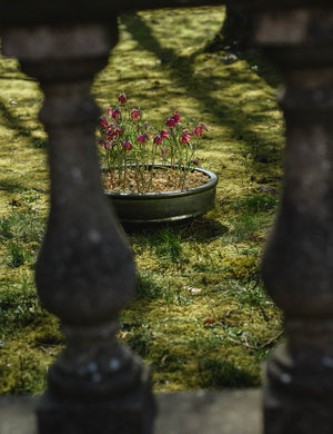 Dune Planter Bowl by Kelly Wearstler x Serax : Small