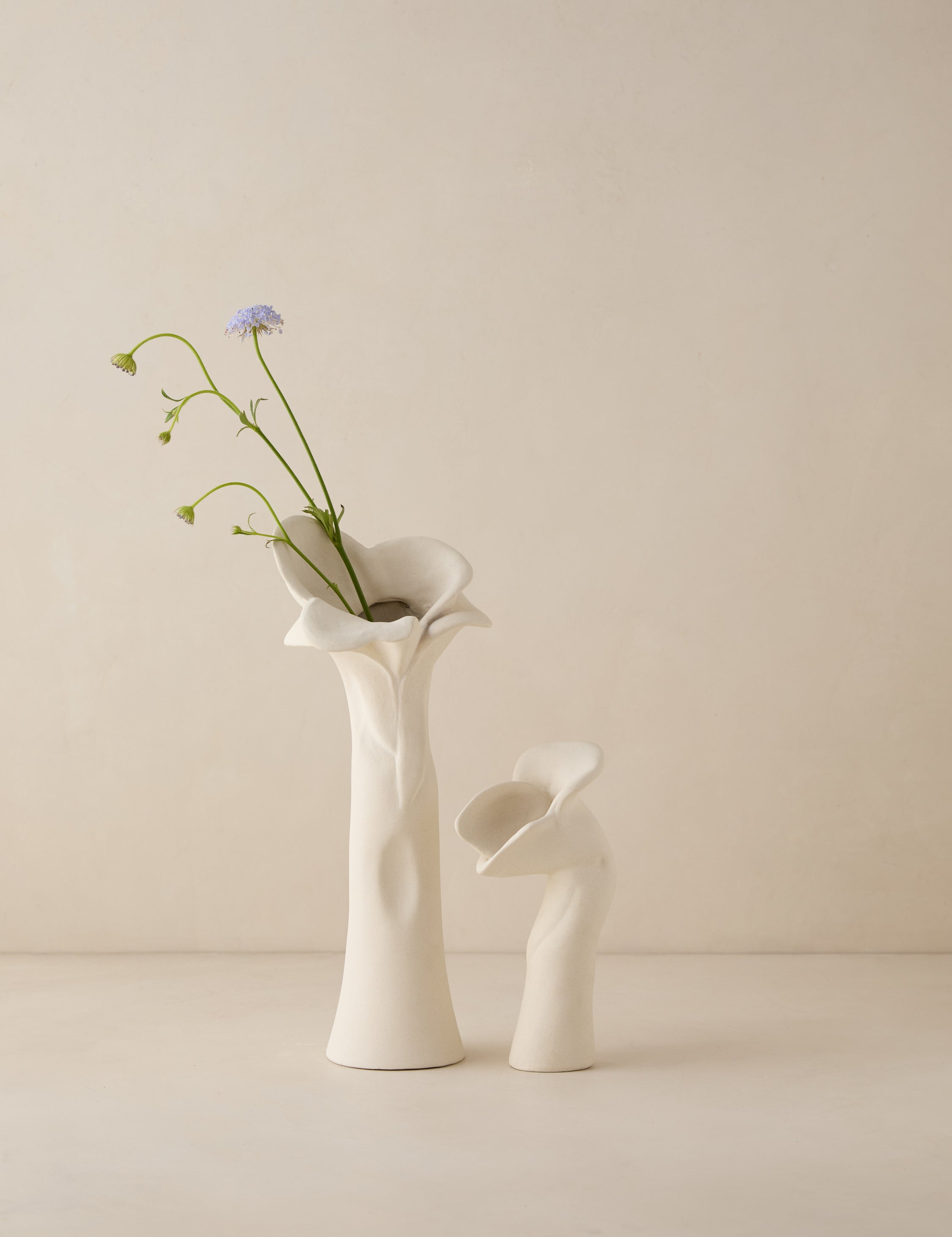 #color::ivory